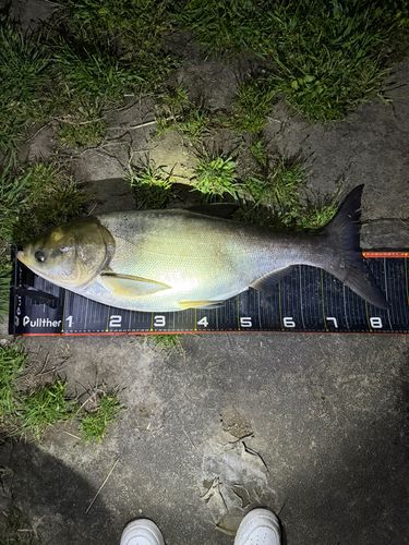 ハクレンの釣果