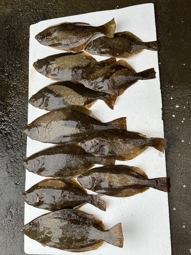 ヒラメの釣果