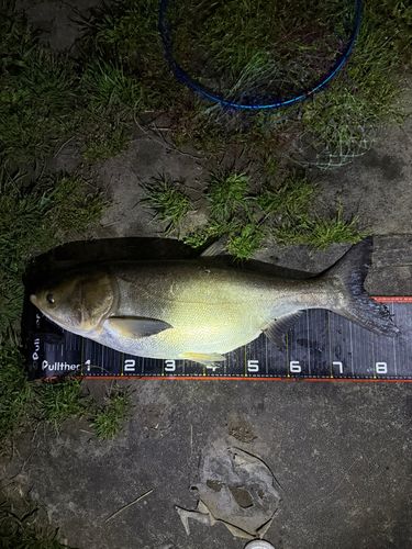 ハクレンの釣果