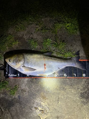 ハクレンの釣果