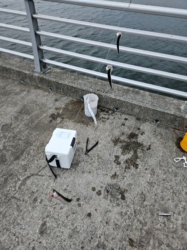 カタクチイワシ