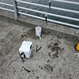 カタクチイワシ