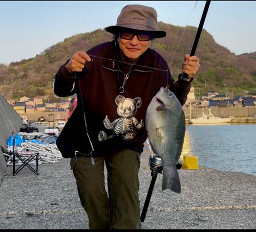 メジナの釣果