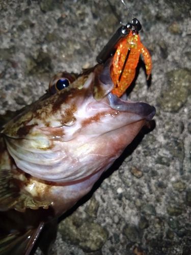 ガシラの釣果