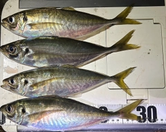 マアジの釣果