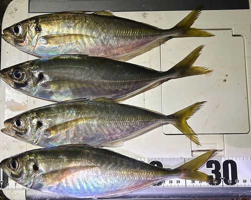 マアジの釣果