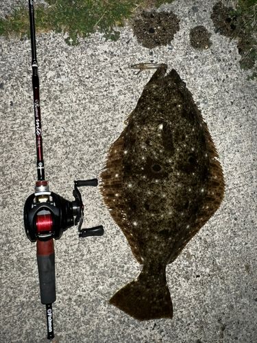 ヒラメの釣果