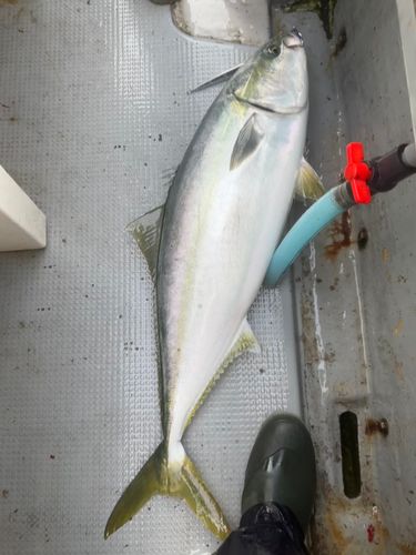 ブリの釣果