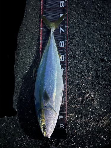 ブリの釣果