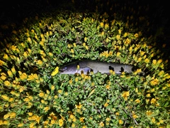 ナマズの釣果
