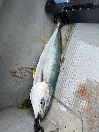 メジロの釣果