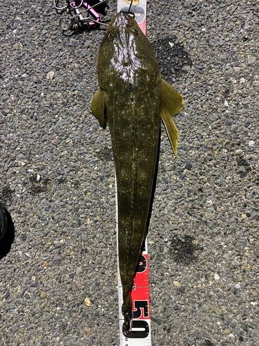 マゴチの釣果