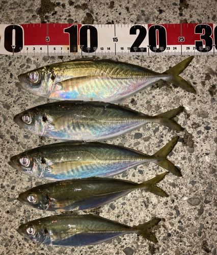 マアジの釣果