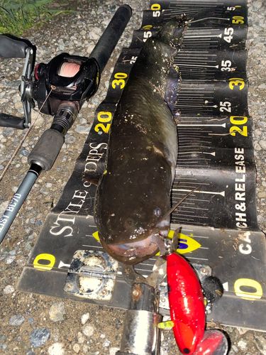 ナマズの釣果