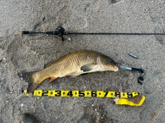 コイの釣果