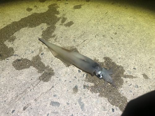 ヤリイカの釣果