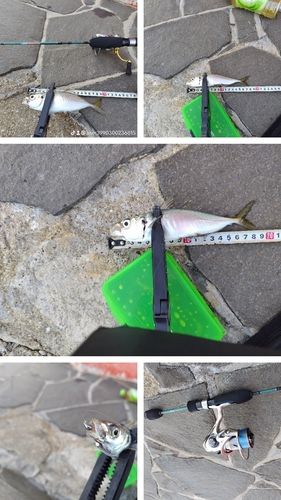 マアジの釣果
