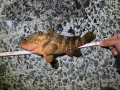 アコウの釣果