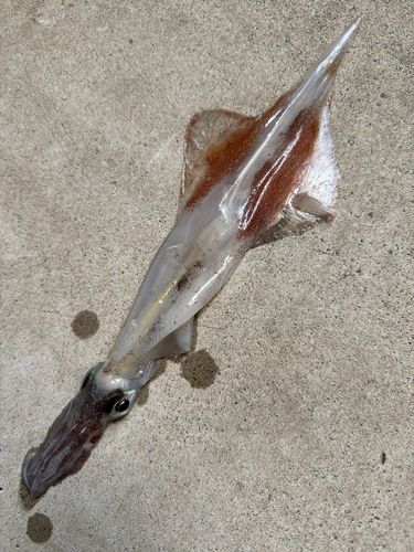 ヤリイカの釣果
