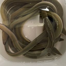 ウナギ