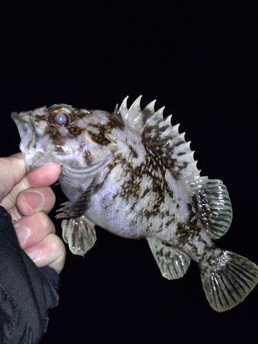 ムラソイの釣果