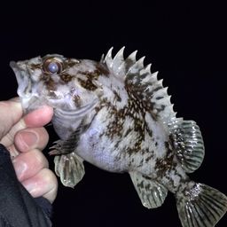 ムラソイ
