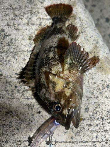 ムラソイの釣果