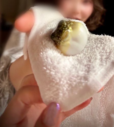 クサフグの釣果