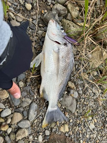 キビレの釣果