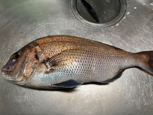 タイの釣果