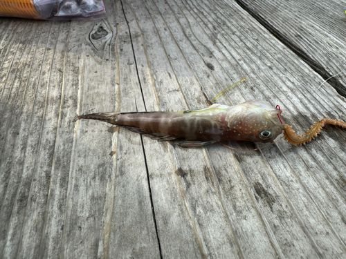 イトヒキハゼの釣果