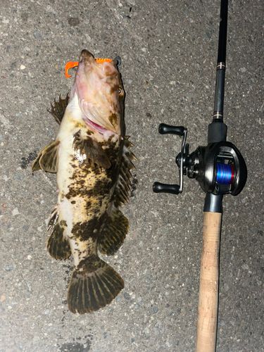 ベッコウゾイの釣果