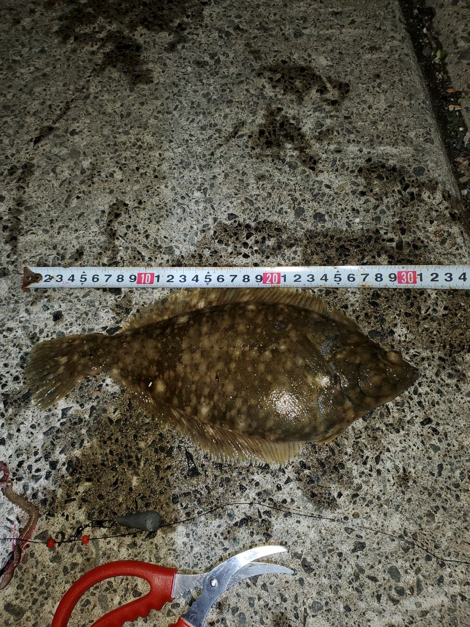 マコガレイ