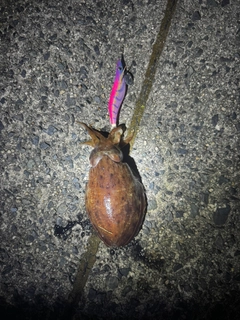 コウイカの釣果
