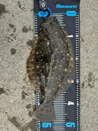 ヒラメの釣果