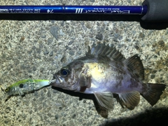 クロメバルの釣果