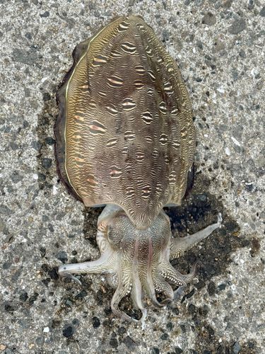 モンゴウイカの釣果