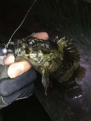 ムラソイの釣果