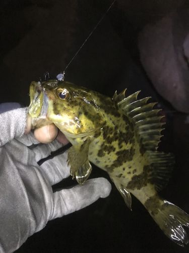 タケノコメバルの釣果