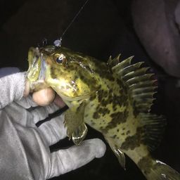 タケノコメバル