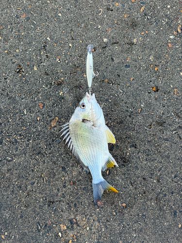 キビレの釣果
