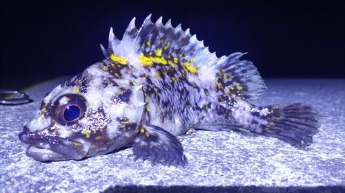 オウゴンムラソイの釣果