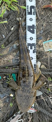 マゴチの釣果