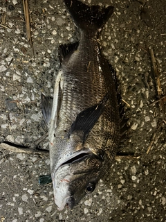 チヌの釣果
