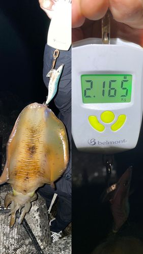 アオリイカの釣果
