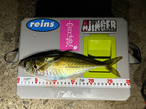 マアジの釣果