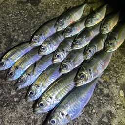 アジ