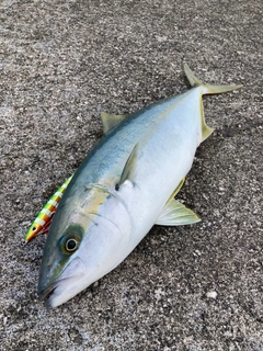 ヒラマサの釣果