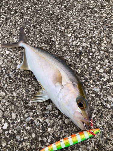 ショゴの釣果