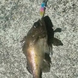メバル